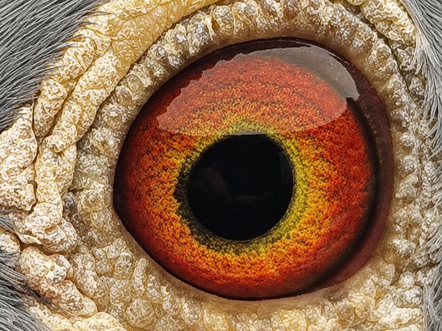 Pigeon eye